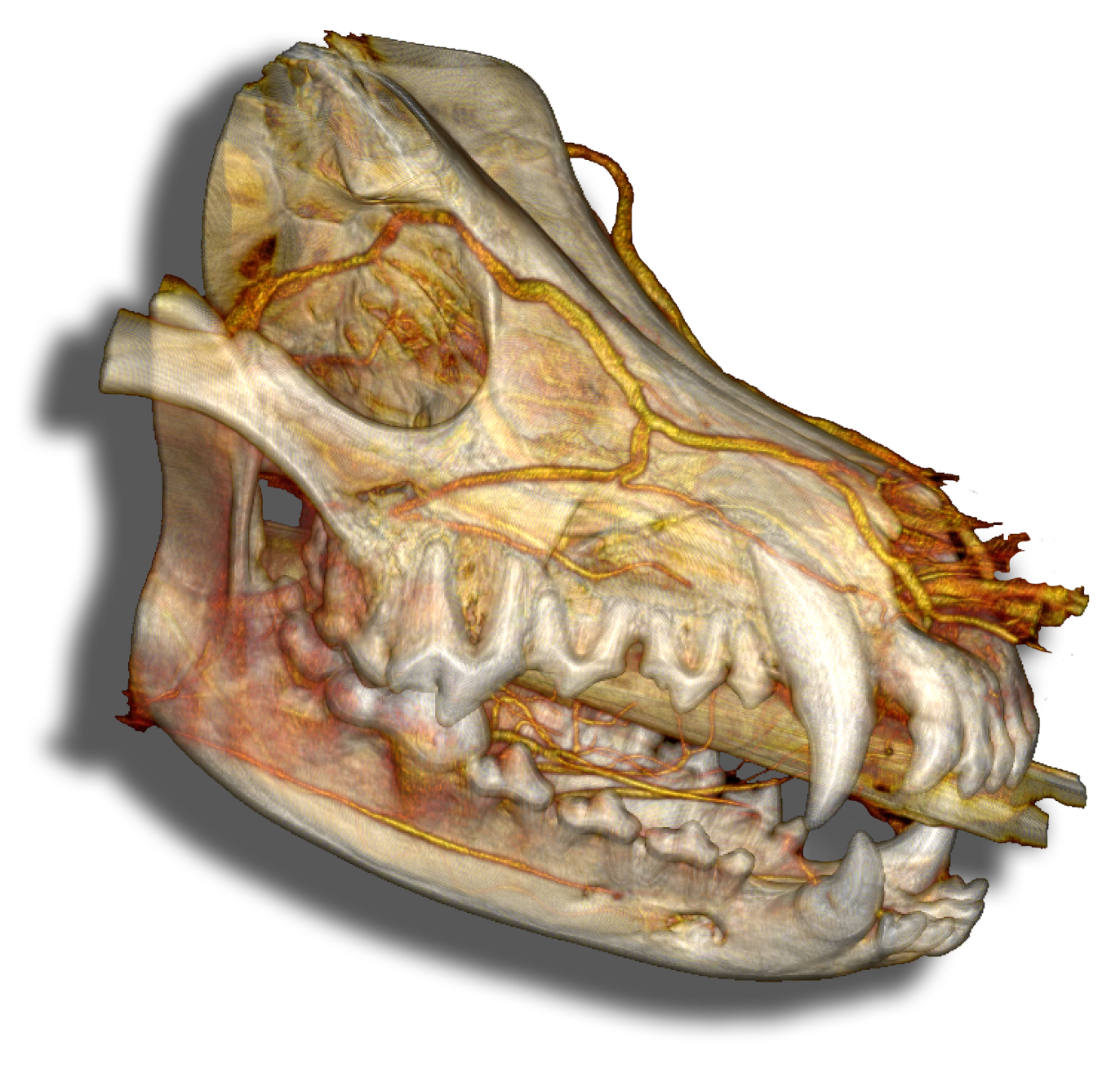 3D reconstruction of a dog skull